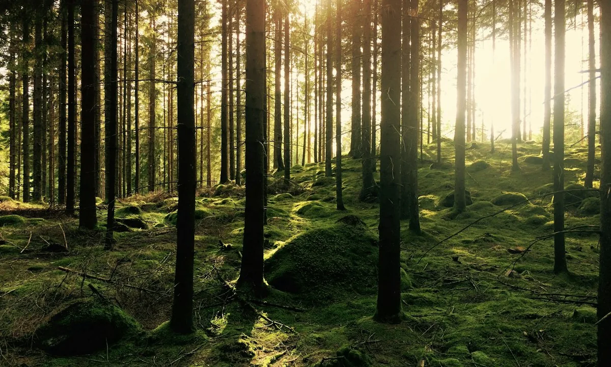 Une forêt de pins traversée par la lumière du soleil